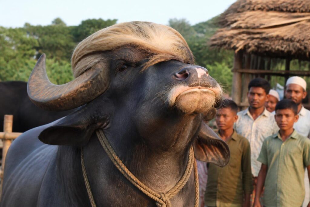 découvrez l'histoire étonnante de "donald trump", le buffle qui fait sensation au bangladesh pendant l'aïd, connu pour être le double parfait du président américain.