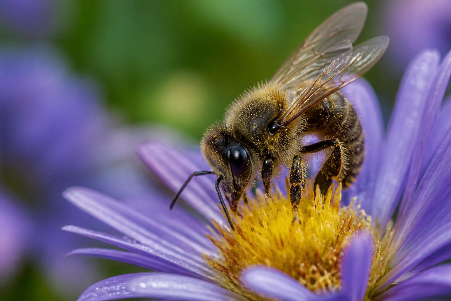 découvrez comment maîtriser la super macro grâce à nos techniques et astuces pour réaliser des photos impressionnantes et capturer les moindres détails avec précision.