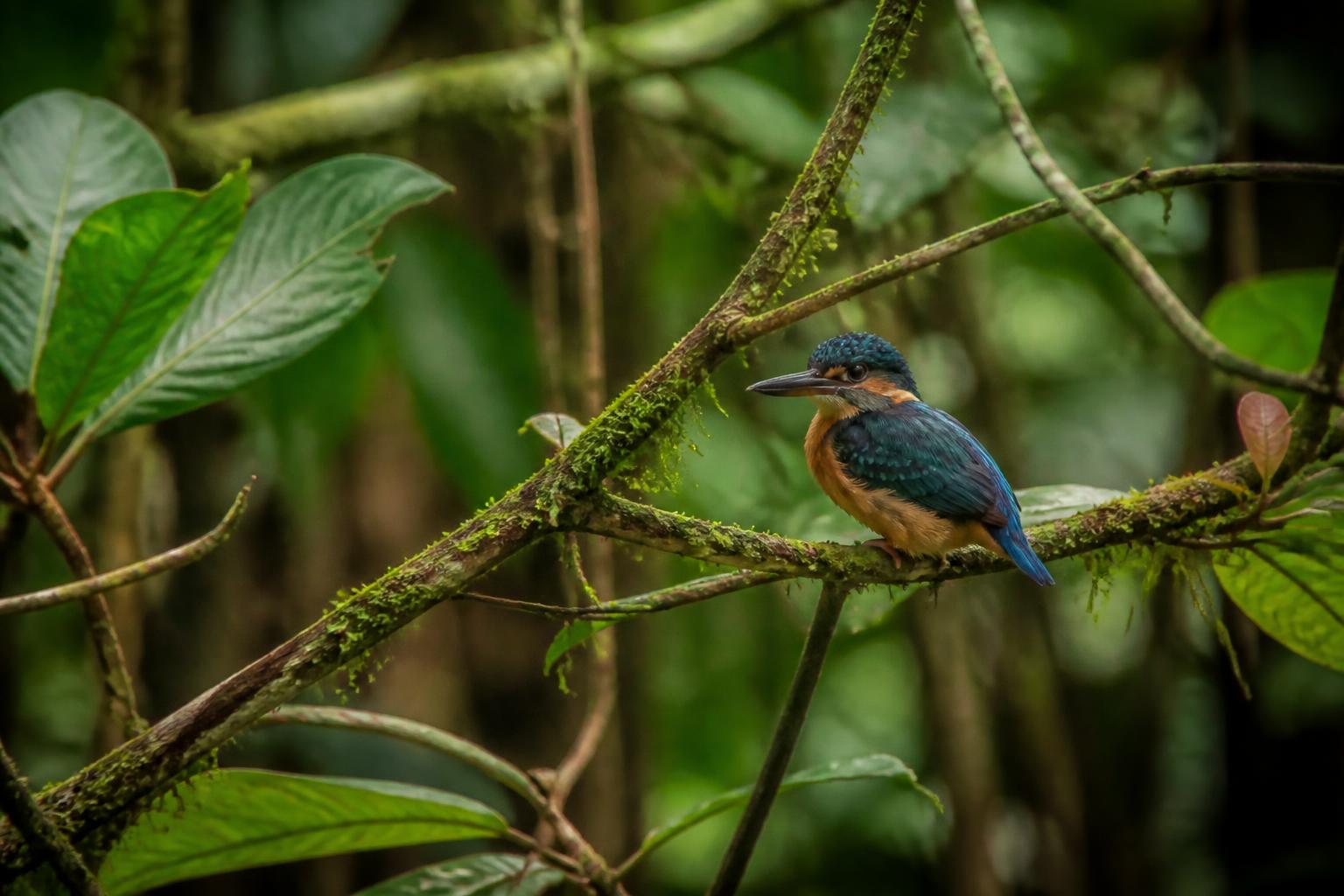 découvrez l'exposition photographique immersive à la chevrol qui vous plonge au cœur de la vie sauvage, révélant la beauté et la diversité de la nature à travers des images captivantes.