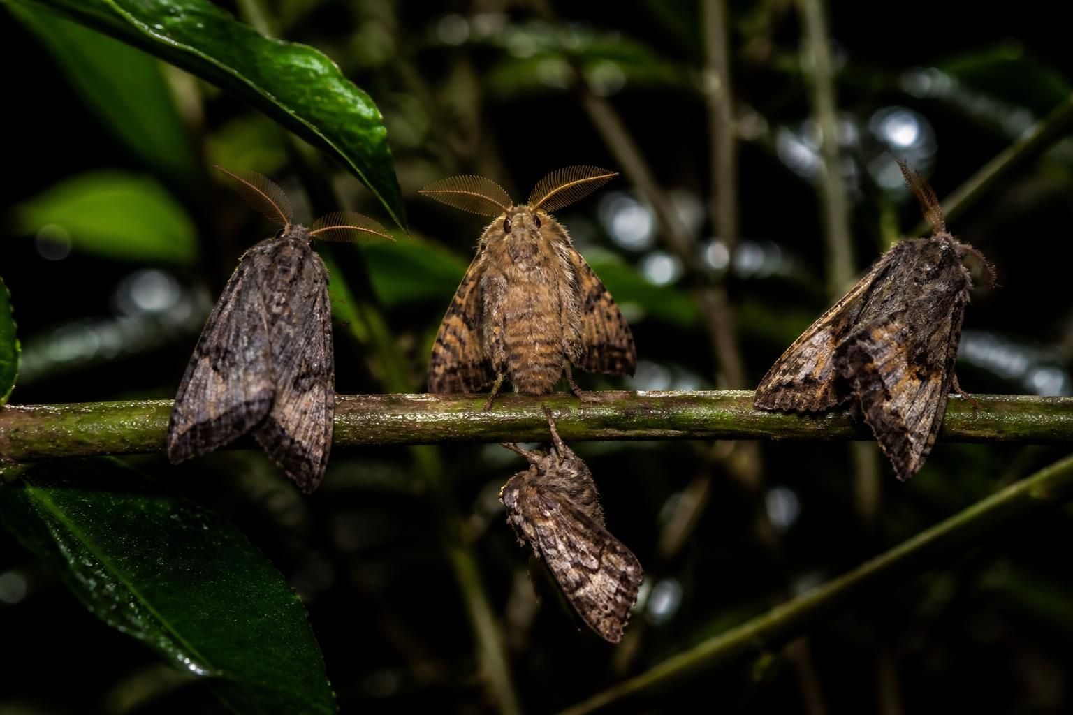 découvrez maen-roch, une plongée fascinante dans le monde mystérieux des papillons de nuit, révélant leurs secrets et leur beauté cachée.