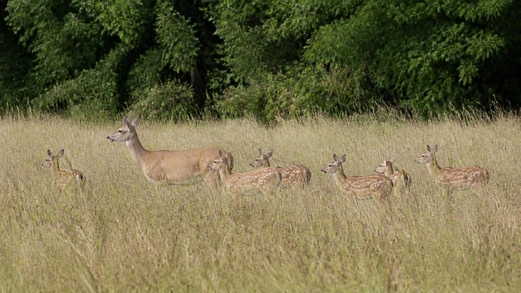 Une prise spectaculaire : il réussit à capturer un troupeau de biches près de Montmirail dans la Marne 11 découvrez une prise spectaculaire : un photographe capture un magnifique troupeau de biches près de montmirail dans la marne, un instant rare et naturel à ne pas manquer.