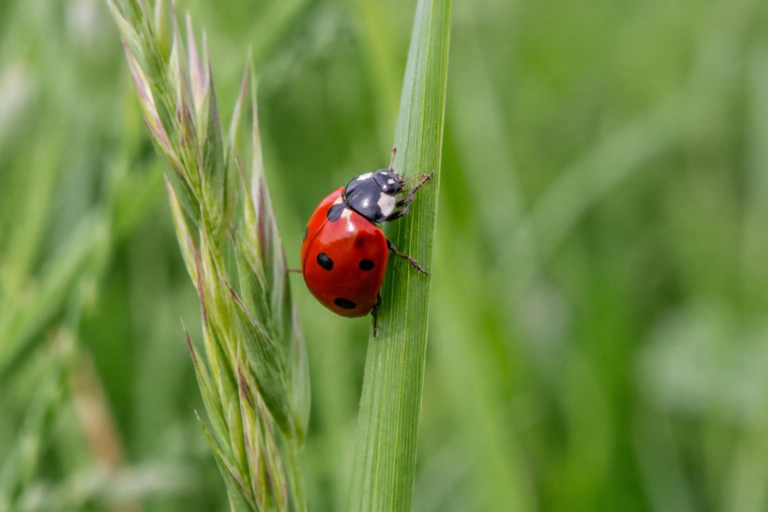 à lannemezan, les petites bêtes sont à l’honneur : découvrez ces animaux fascinants et apprenez à mieux les connaître.