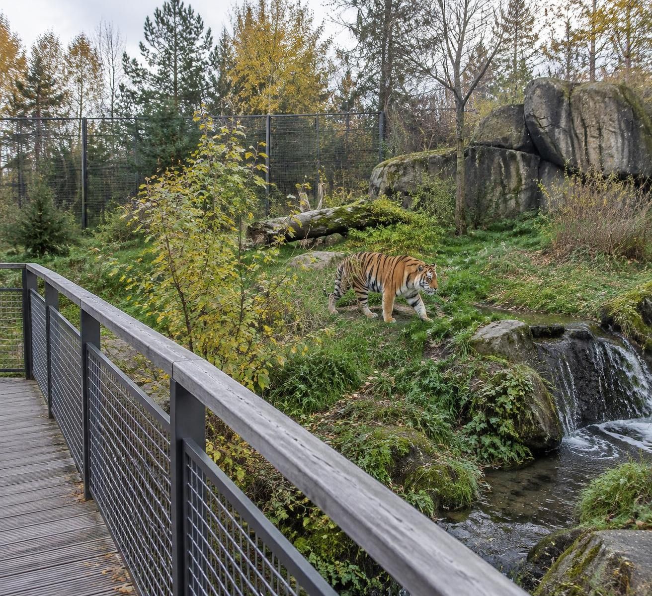 avant d’entrer dans l’enclos d’un tigre, un homme demande à un couple de le photographier. quelques instants plus tard, l’animal l’attaque mortellement.