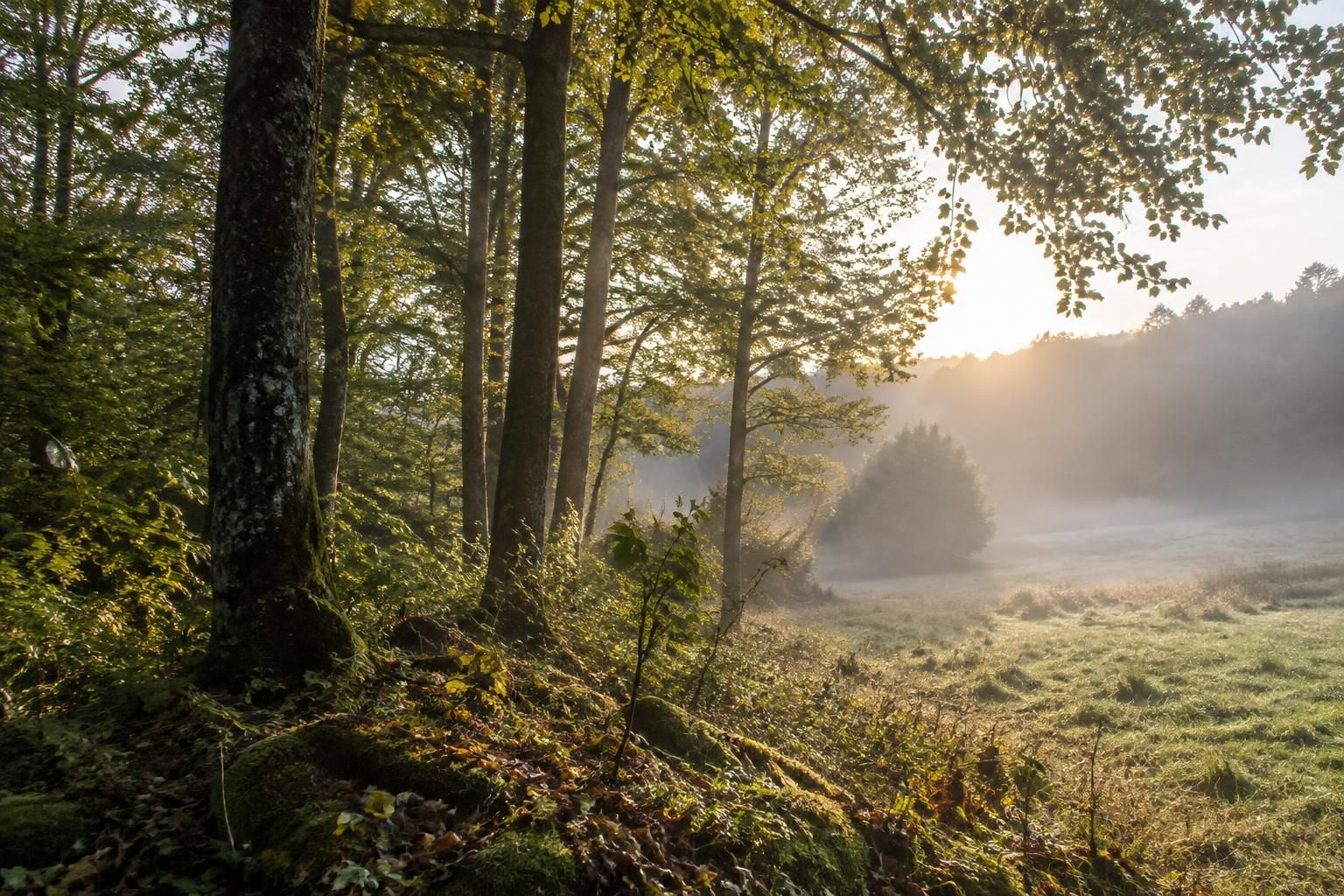 « Frémissences » : Élodie Jarrier dévoile son exposition photographique à Neufchâteau 11 découvrez « frémissences », l’exposition photographique d’élodie jarrier à neufchâteau, et plongez dans son univers artistique.