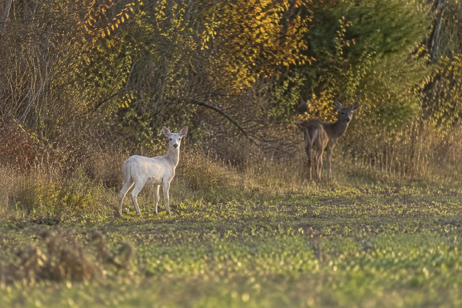 Près de Montmirail, Marc Bérat photographie pour la deuxième fois un chevreuil blanc d’une rareté exceptionnelle 11 près de montmirail, marc bérat photographie pour la deuxième fois un chevreuil blanc, un animal d’une rareté exceptionnelle.