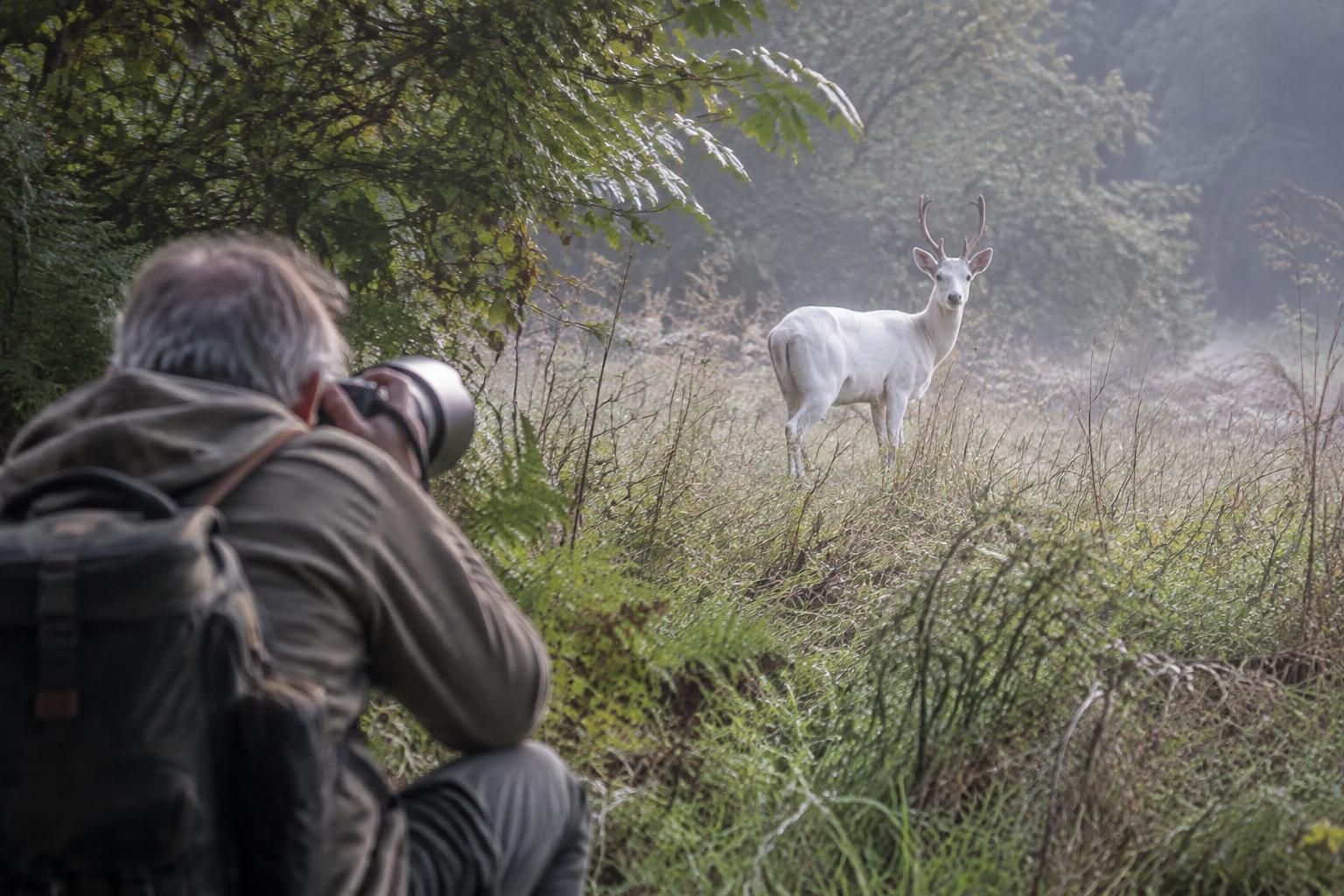 Près de Montmirail, Marc Bérat photographie pour la deuxième fois un chevreuil blanc d’une rareté exceptionnelle 1 près de montmirail, marc bérat photographie pour la deuxième fois un chevreuil blanc d’une rareté exceptionnelle.